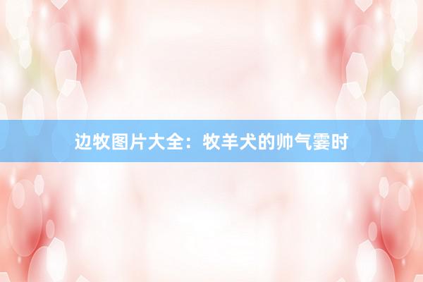 边牧图片大全：牧羊犬的帅气霎时